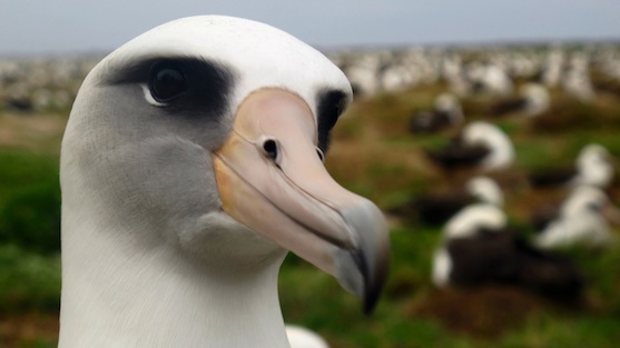 An Update on the Amazing Albatross