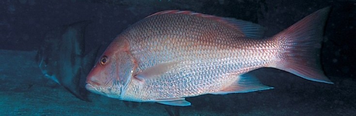 10 Key Facts About Red Snapper