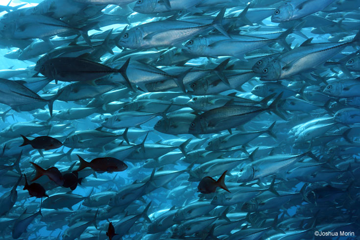 Update: Forage Fish Protection Begins on the West Coast