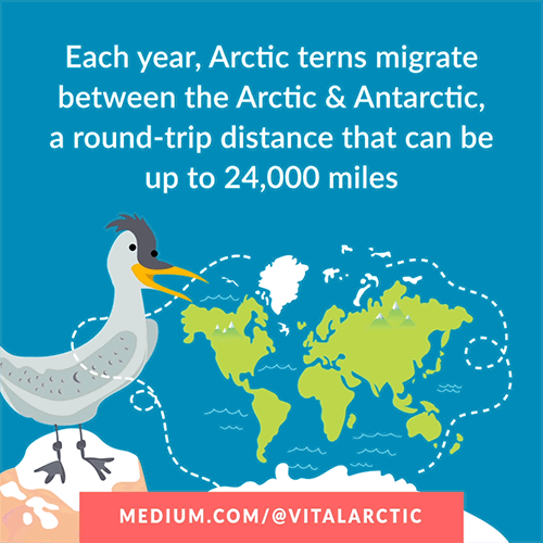 arctic-tern-gif