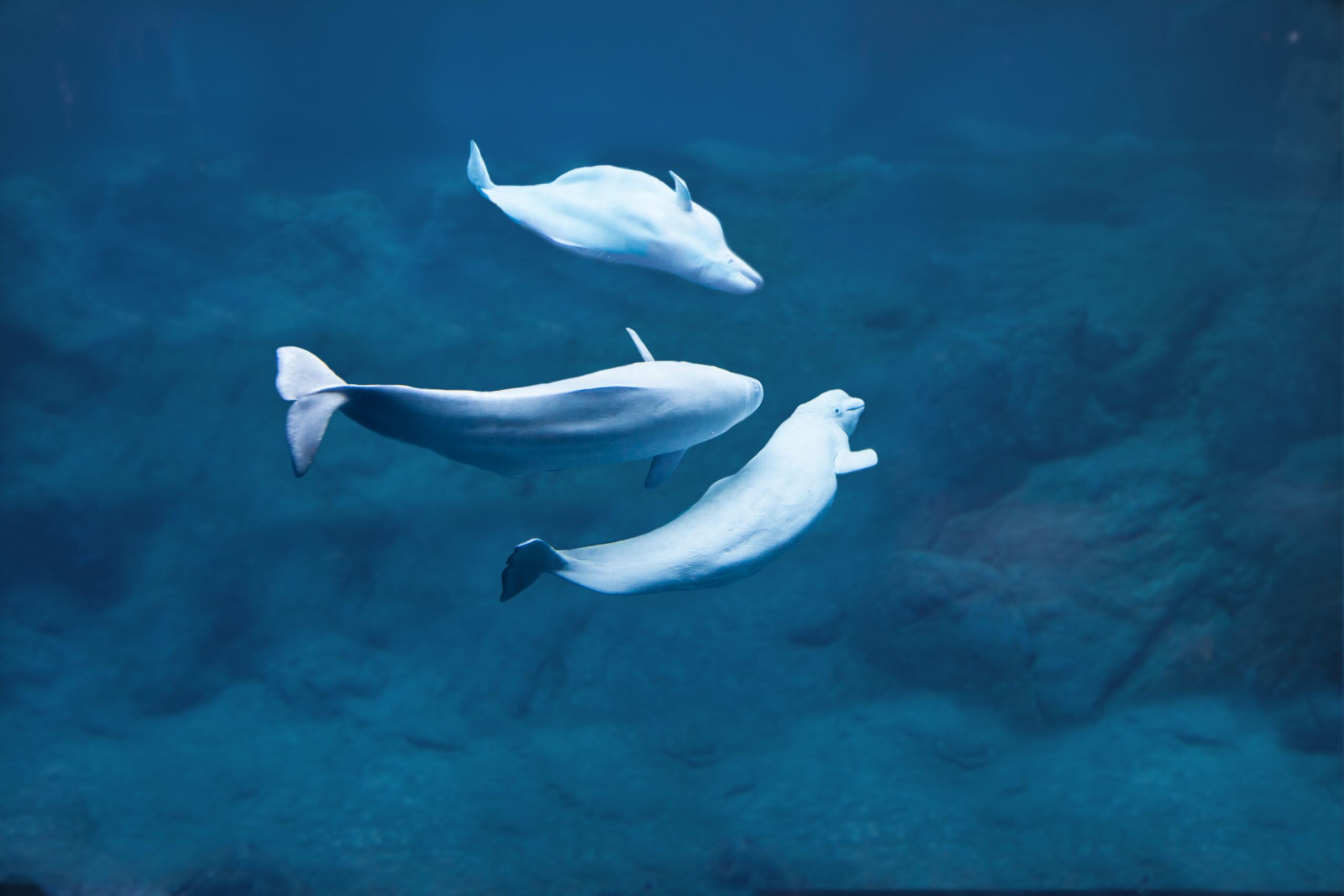 Why Canada Needs to Protect Hudson Bay’s Beluga Estuaries