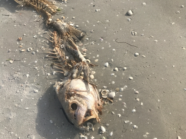 5 Things to Keep in Mind About Red Tide in 2019