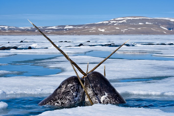 What Exactly IS a Narwhal Tusk?