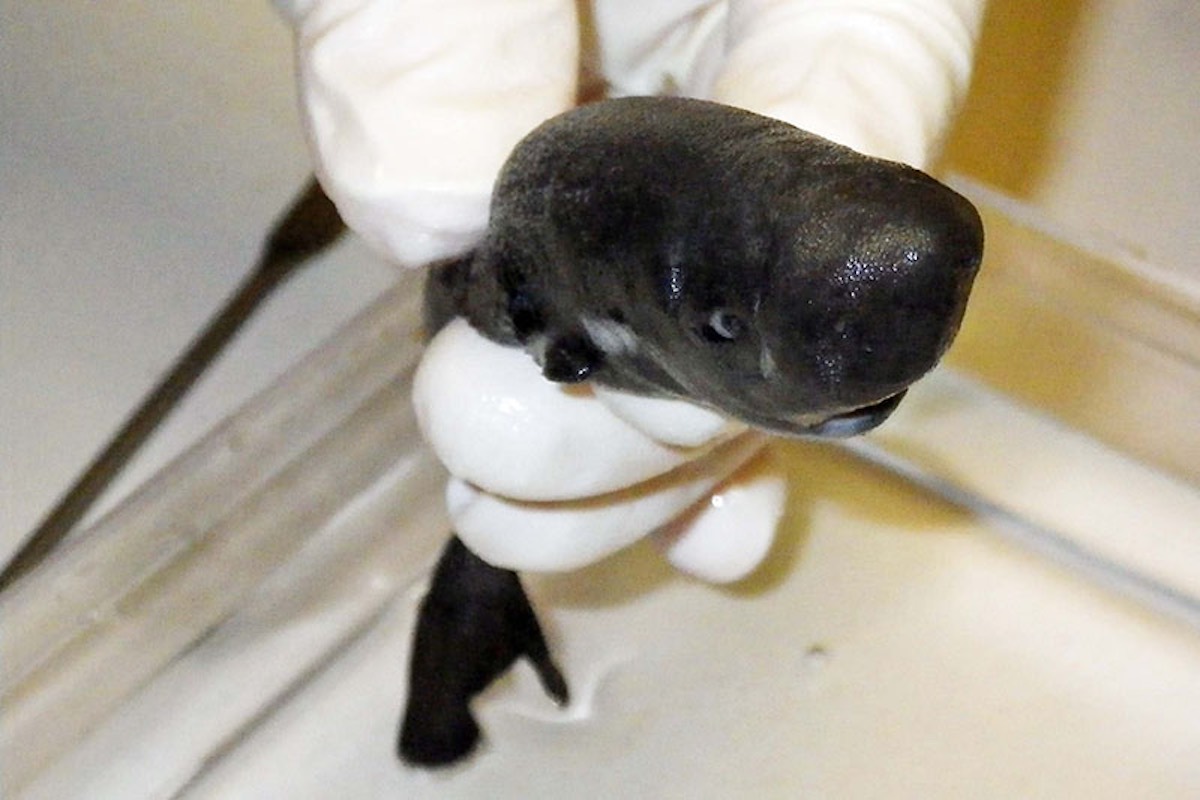 Meet This Tiny, Glow-in-the-Dark Shark