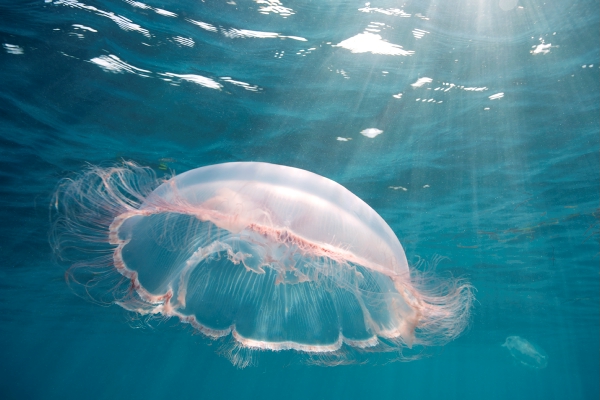 4 Ways to Channel Your Inner Jellyfish When Times Get Hard