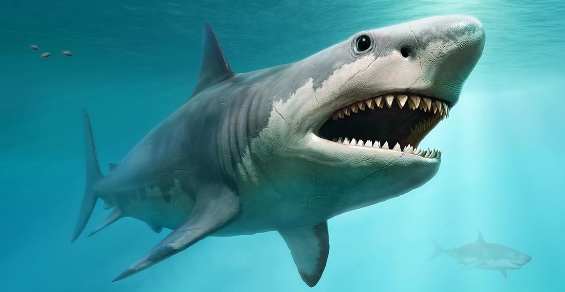 7 Mega Wild Facts About the Megalodon