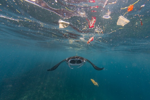 Stopping Ocean Plastic Pollution Starts With Us