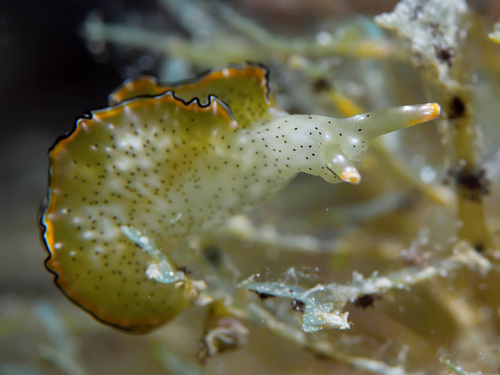 Sea Slugs are Decapitating Themselves