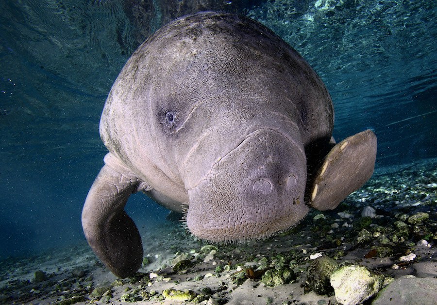 Manatees and Baseball: A Match Made in Heaven