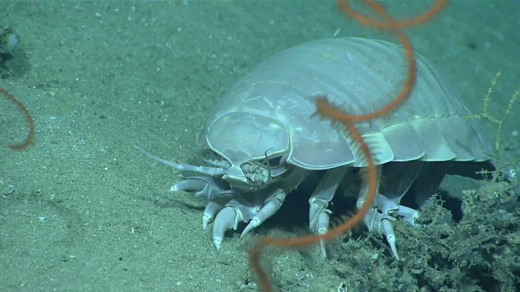Meet the Giant Isopod of the Deep Sea