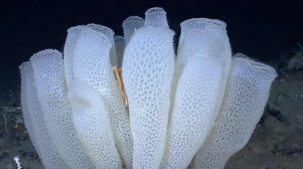 What is a Glass Sponge?
