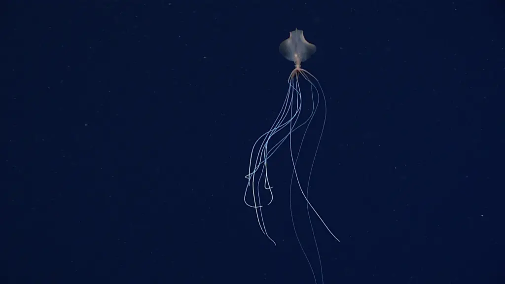 What We Know About the Bigfin Squid