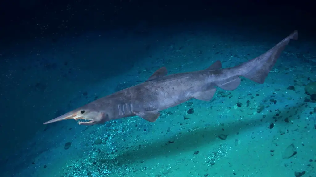 All About Goblin Sharks