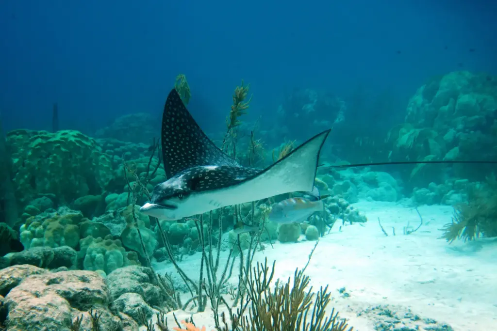All About Whitespotted Eagle Rays