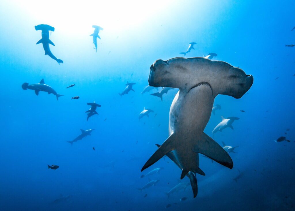 How Many Species of Hammerhead Shark Are There?