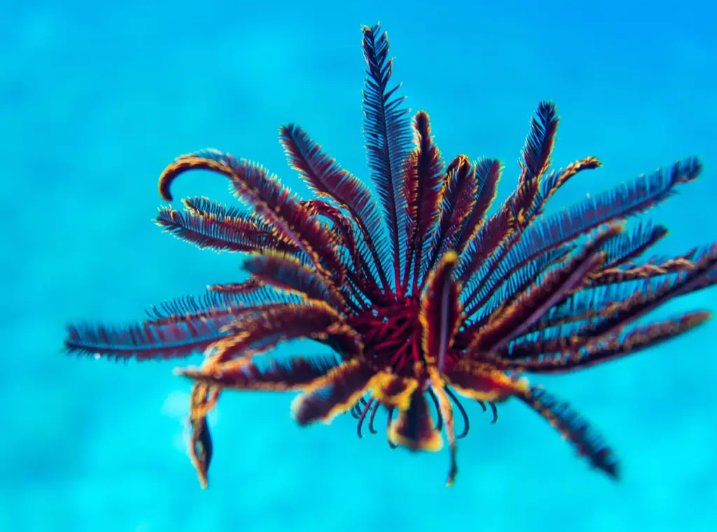 All About Echinoderms